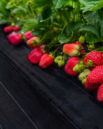 Lambu Weed Mat 1.83mx50m Plant Control XX-Large-1973193779112448007