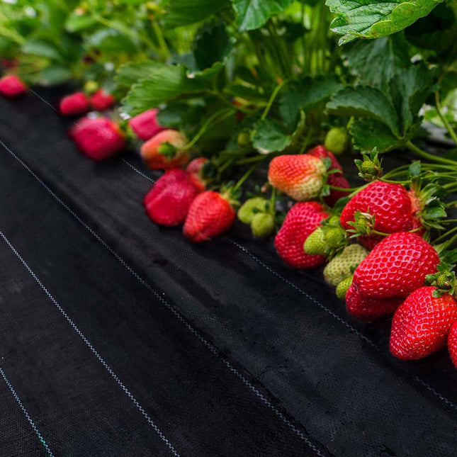 Lambu Weed Mat 1.83mx100m Plant Control XXX-Large-1973193779322163207